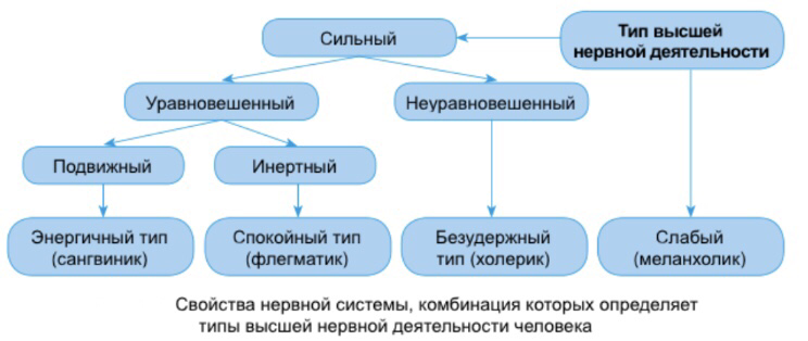 Сильный тип. По и.п. Павлову, сильный, неуравновешенный Тип нервной системы. Простой уравновешенный Тип.