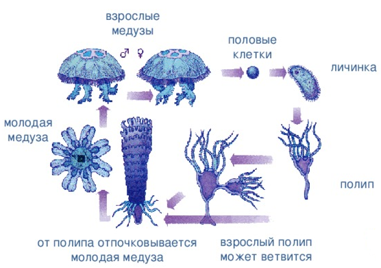 Тип Кишечнополостные — что это, определение и ответ