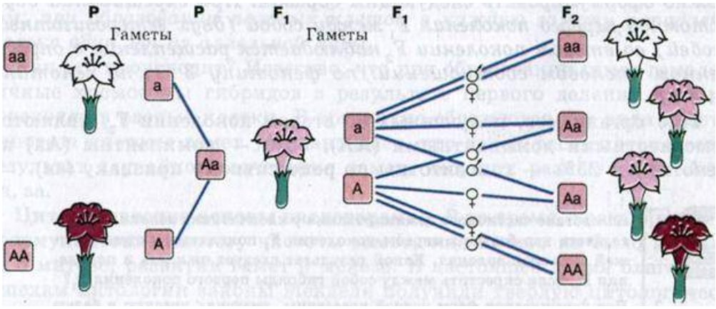 Скрещивание цветов. Схема наследования признаков при неполном доминировании. Наследование окраски цветков у ночной красавицы. Ночная красавица неполное доминирование. Ночная красавица скрещивании растения.