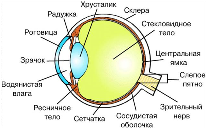 Органы чувств КС (комплекс стандартный)