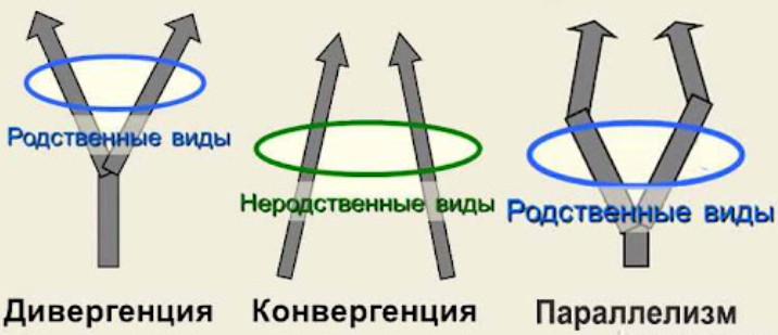 Одной из схем выдвижения является конвергенция
