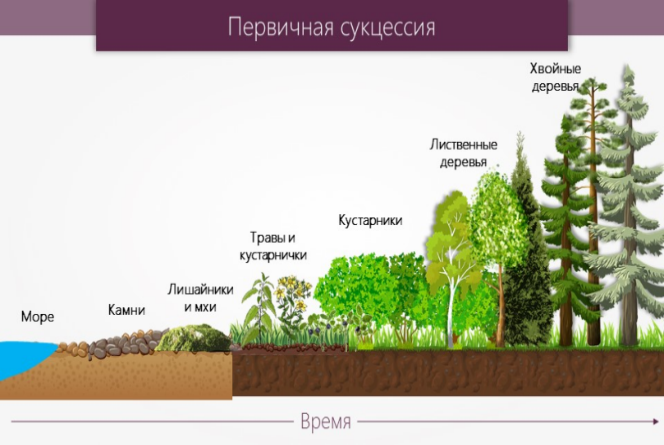 Сукцессия лишайники