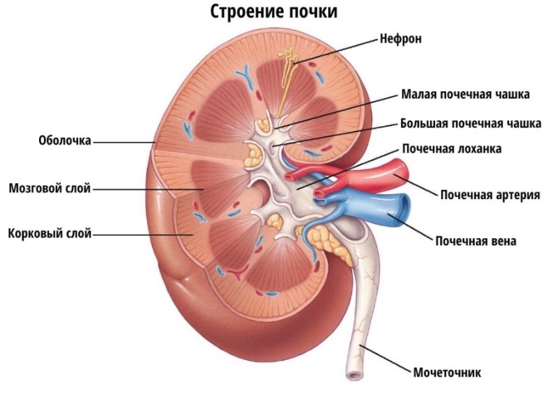 Анатомия мужской мочеполовой системы. Урология и андрология