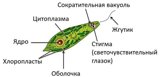 Эвглена зеленая строение рисунок