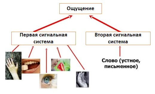 Безусловные и условные рефлексы