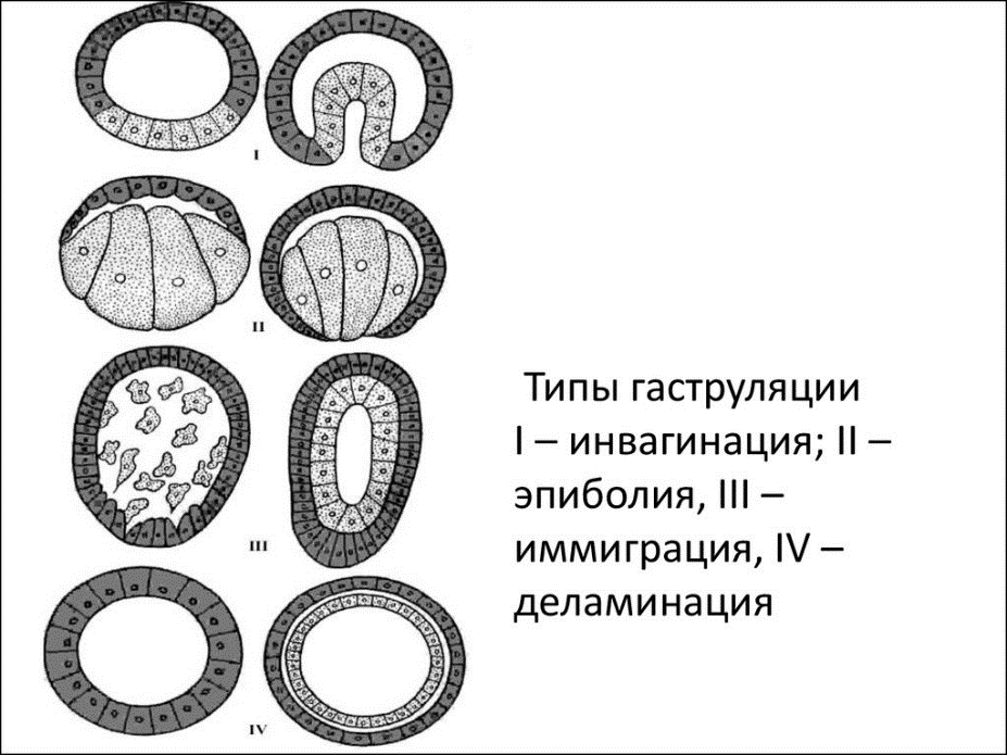 Гаструляция рисунок биология