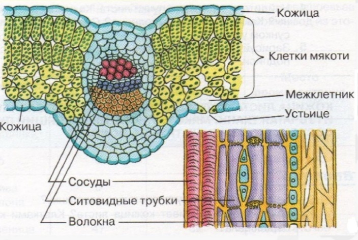 Рисунок внутреннего строения листа. Строение цветка.