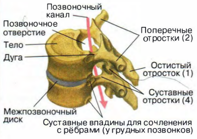 Позвоночник