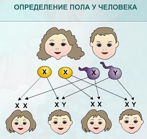 Урология. Анатомия мочеполовой системы