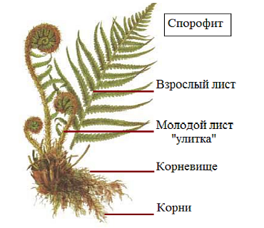 Папоротник Щитовник мужской внешнее строение