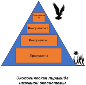 Продуцирование, разложение, биологическое накопление, самоочищение