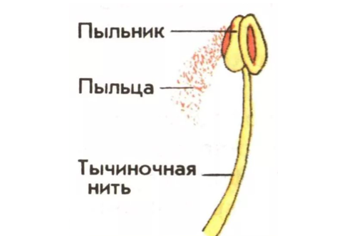 Картинки части цветка (45 фото)