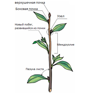 Органы растений. Часть 2 - Умскул Учебник