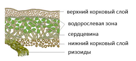 Лишайники на садовых деревьях и кустарниках – проблема или предупреждение о ней?