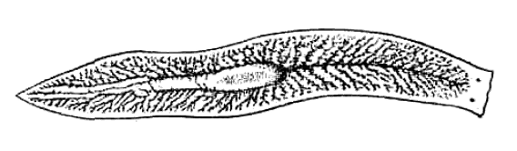 Пищеварительная система планарии. Регенерация планарии. Планарии в аквариуме. Молочная планария.