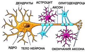 Нервные клетки восстанавливаются Биология "Всякая всячина" - Библиотечка разных статей