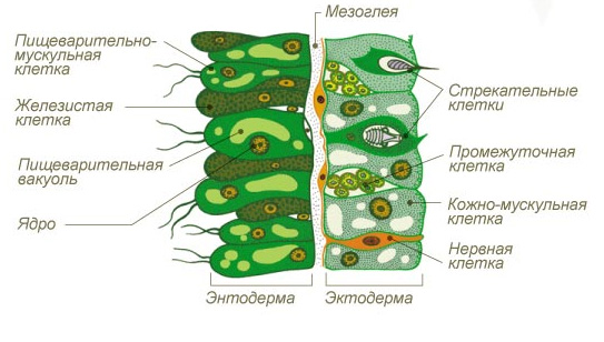 Картинки по запросу "строение гидры клеточное""