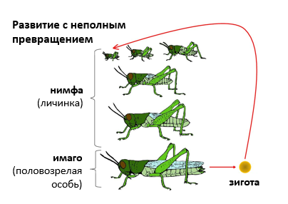 Схема развития саранчи и бабочки письменно проведите их сравнение