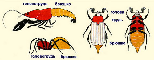 Картинки по запросу "строение членистоногх""