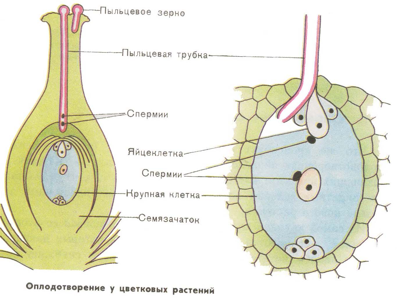 Двойное оплодотворение у цветковых растений схема