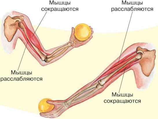 Строение и функции скелетных мышц