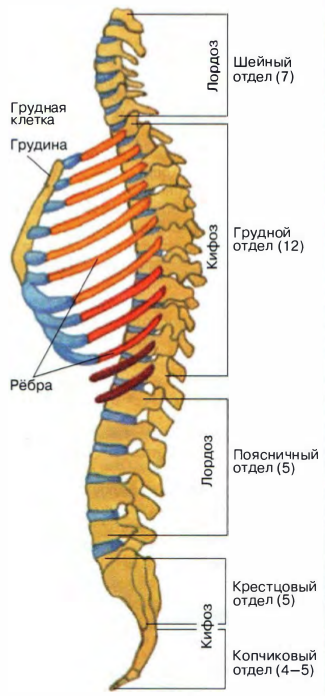 Строение позвоночника и его изгибы