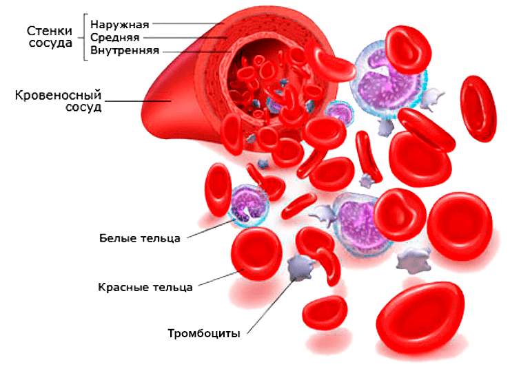 Состав крови картинка