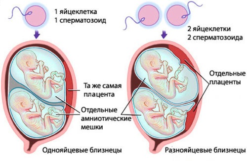 Репродуктивная система — Википедия