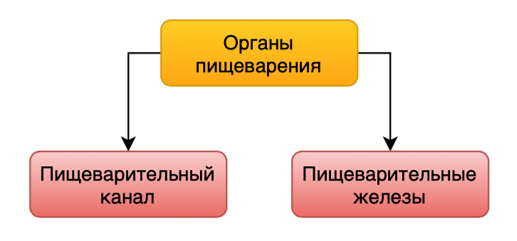 Общие сведения о пищеварительной системе