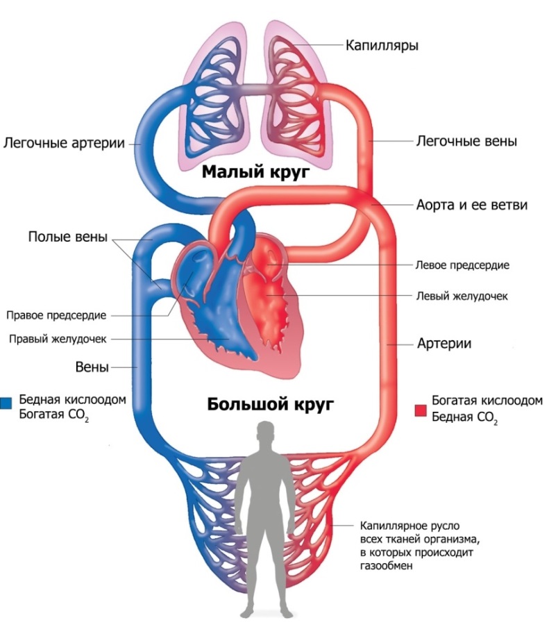 Сердце и сосуды рисунок