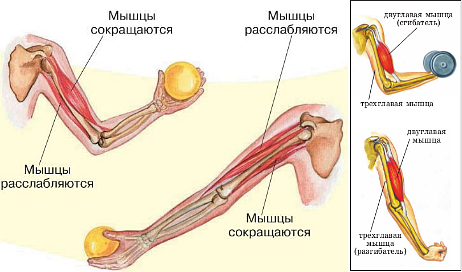 Опорно – двигательный аппарат - Адамант Медицинская Клиника