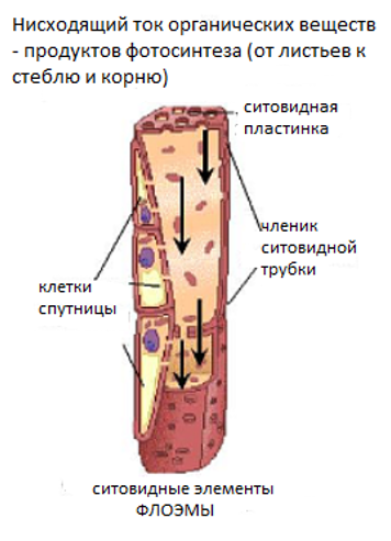 Обзор царства растений