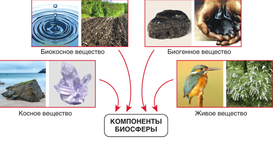 Каменный уголь биогенное. Биогенное биокосное и живое вещество биосферы. Косное вещество биосферы. Компоненты биосферы живое вещество. Живое биогенное косное биокосное.