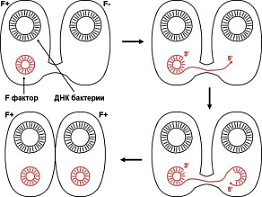 Конъюгация у бактерий фото