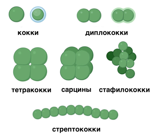 Сарцины это. Бактерии. Отгадки с рибосом.