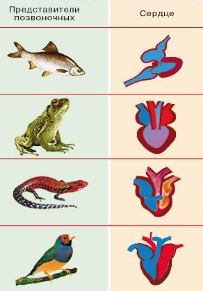 Представители позвоночных. Позвоночные сердце. Позвоночные раздельнополые животные. Кто из позвоночных животных раздельнополые.