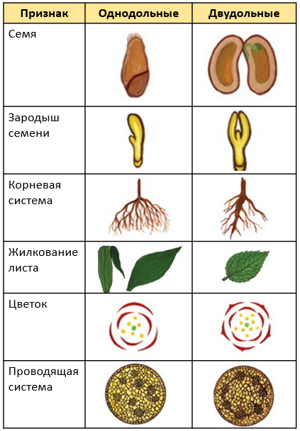 Цветковые растения