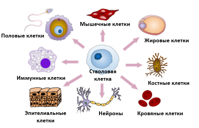 Немного истории