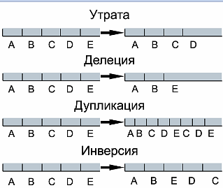 Какие генетические тесты необходимо выполнить пациентам с диагнозом «рак лёгкого»