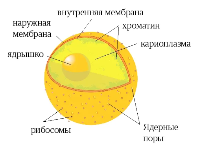 КЛЕТКА III. Строение, состав, функции / Хабр