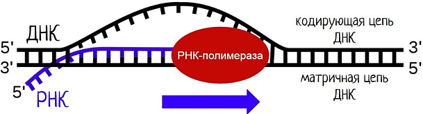 Все о биосинтезе белков