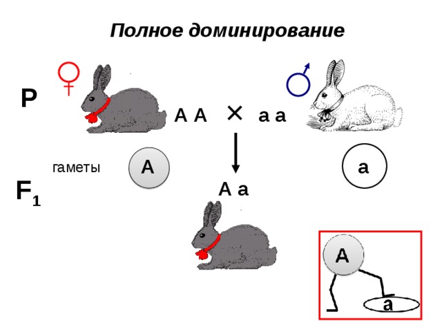 Определите какую генетическую закономерность иллюстрирует данная схема р