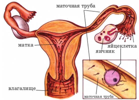 Мужские и женские половые органы. Сагитальный разрез