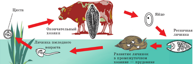 Печеночный сосальщик, или печеночная двуустка, или фасциола (Fasciola hepatica)