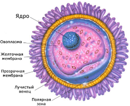 лекция РАЗВИТИЕ ПОЛОВЫХ КЛЕТОК РЫБ