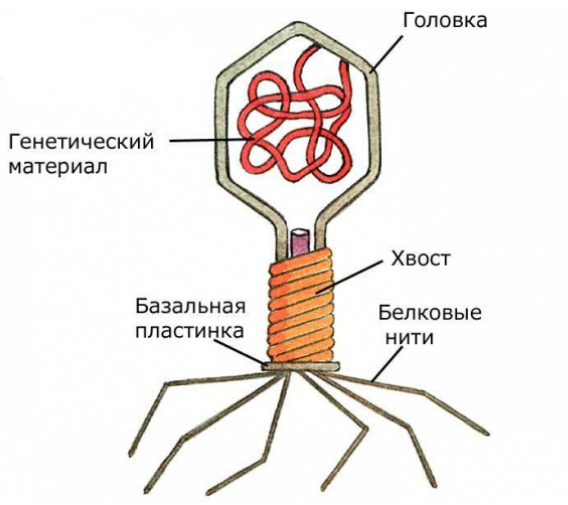 Модели объемные и макеты (Кабинет биологии и экологии) в интернет-магазине ЛОГИЯ