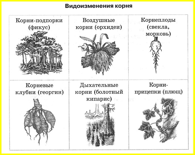 Каким номером на рисунке обозначен видоизмененный придаточный корень