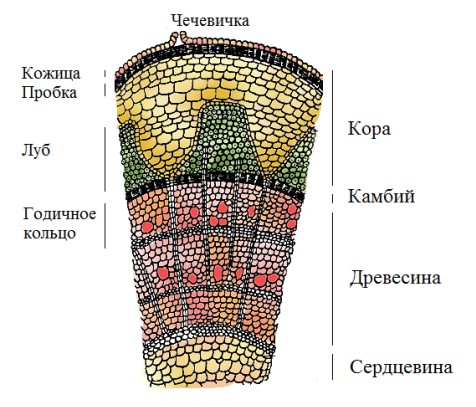 Картинки стебель биология (50 фото)