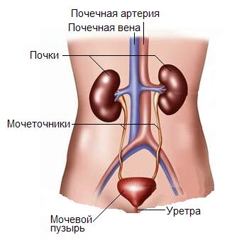 Мочевыделительная система человека • Биология, Анатомия и физиология человека • Фоксфорд Учебник