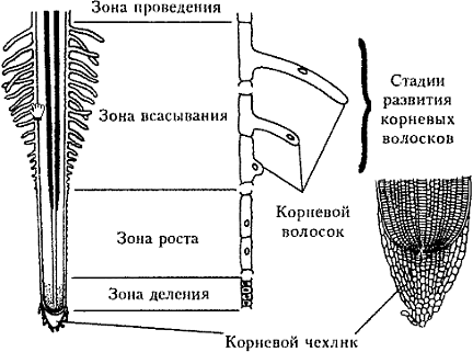 Основные функции корней в жизни растений и их видоизменение